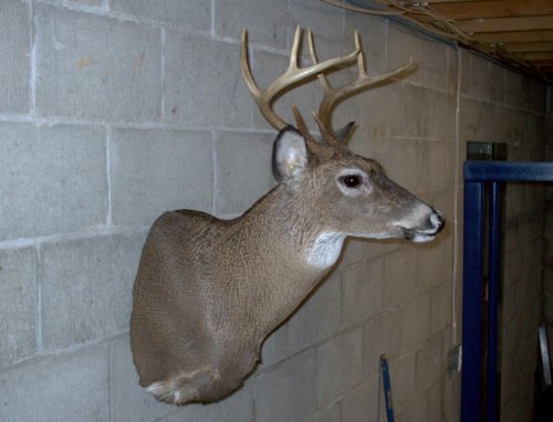 Eight point buck