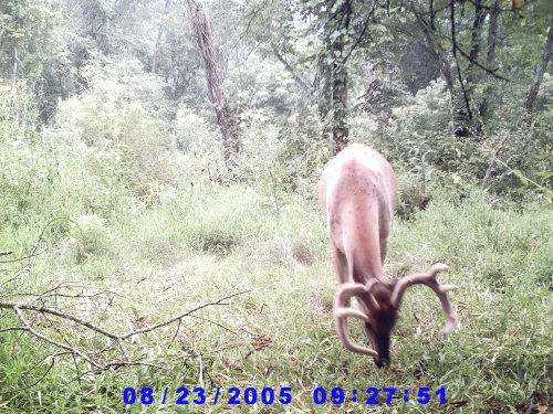 SD Buck VI