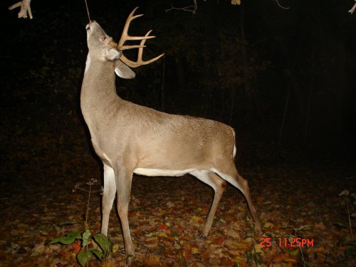 Buck working a licking branch