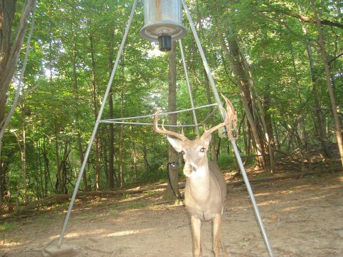 Nine point buck shedding velvet