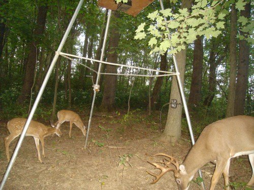 Big nine point buck