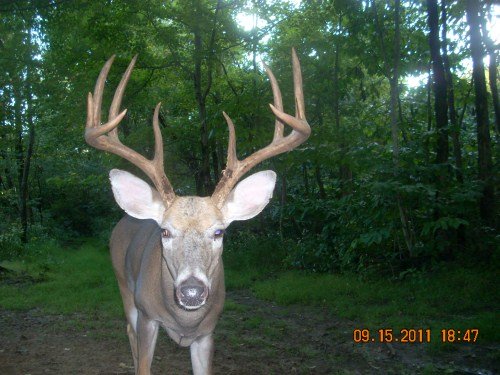 Big ten point buck