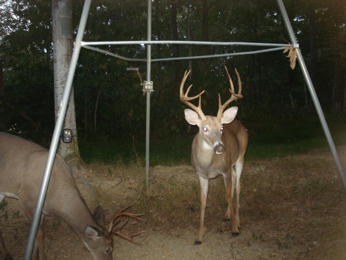 Two whitetail bucks