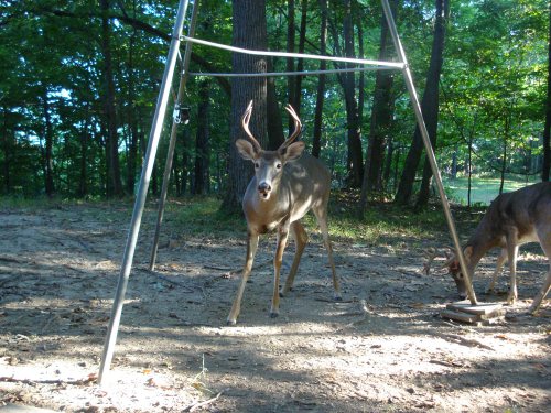 Trail Watcher seven point buck picture