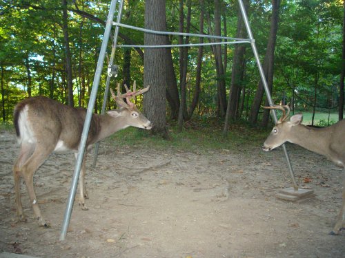 Nine point buck shedding velvet