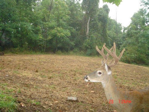 Eight point buck in velvet