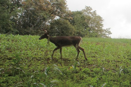 Eight point whitetail buck