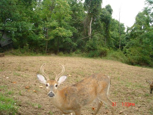 Seven Point buck in velvet