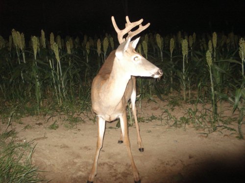 Eight point buck