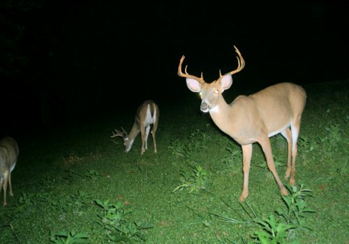 Wide nine point buck