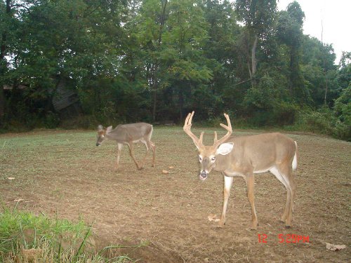 8 point buck