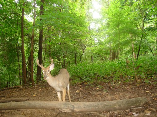 Four point buck