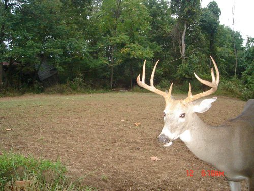 Nine point buck