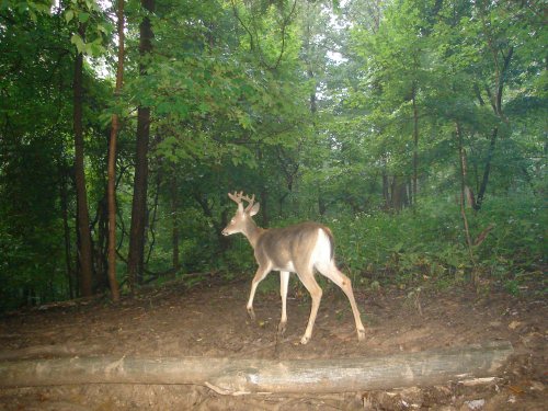 Seven point whitetail buck