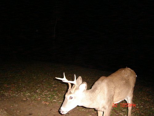 Small four point buck