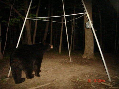 SpyCam Black Bear picture