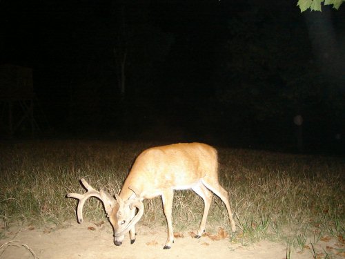 StalkerCam big buck