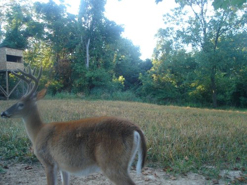 StalkerCam eight point buck