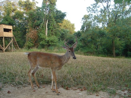 StalkerCam five point buck