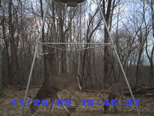 stealth cam pictures