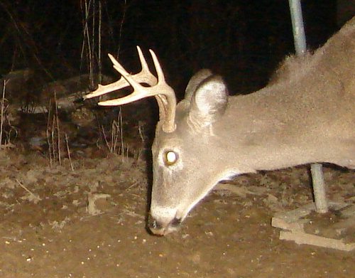 Trail Watcher close up picture