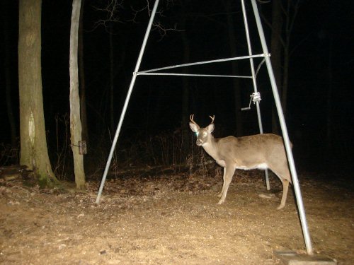 Trail Watcher 4 Point buck