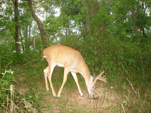 trail watcher 2060 buck picture