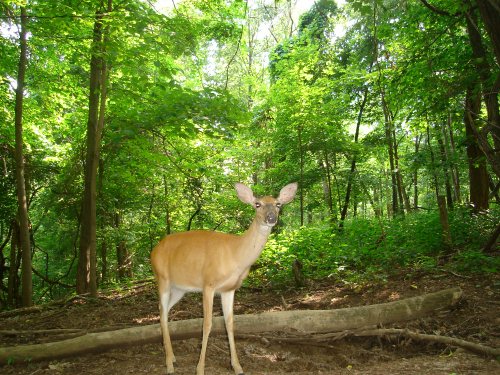 Trail Watcher 2060 deer at mineral lick