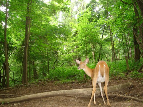 Trail Watcher picture of a spike at mineral lick