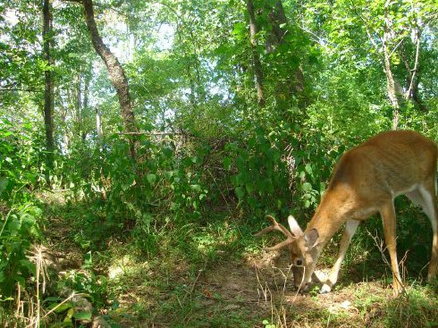 Trail Watcher 2060 picture in bright sunlight