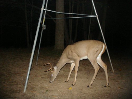 Trail Watcher five point buck picture