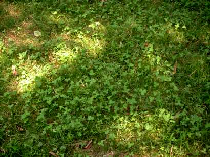 Whippoorwill Food Plot close up.