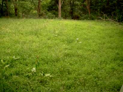 Whippoorwill food Plot