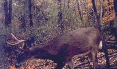 Wide 6 point buck