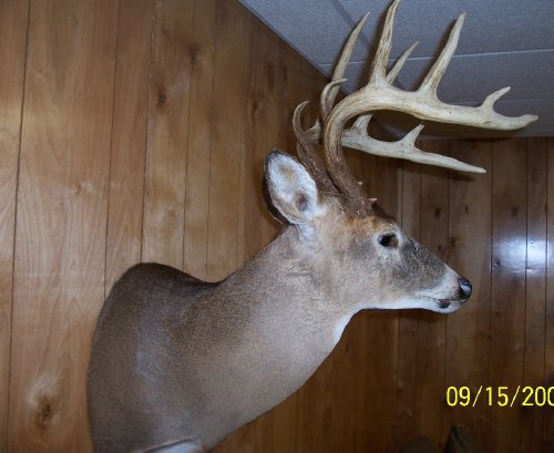 Mounted ten point buck