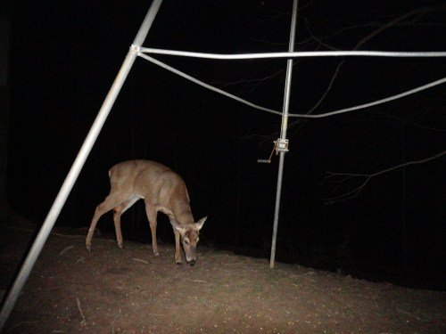 Whitetail buck at a feeder