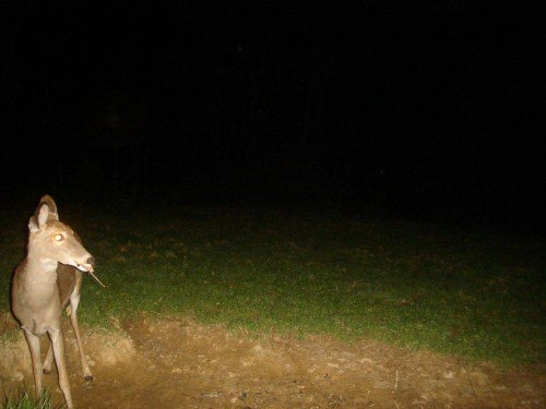 Whitetail deer picture