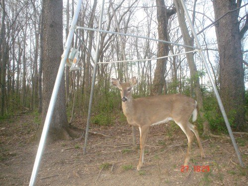 Whitetail doe picture