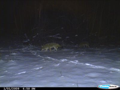 Coyotes