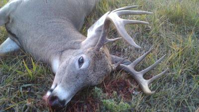 A nice five-by-five trophy white-tailed buck