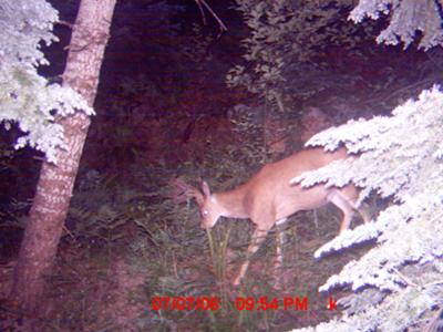 Blacktail Deer