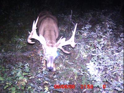 Saskatchewan Buck