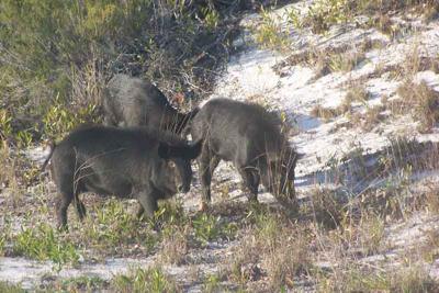 Wild Hogs.. Family