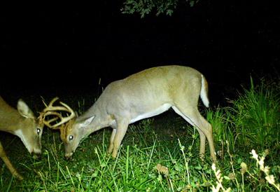 YOUNG BUCKS SPARRING BEFORE THE RUT!